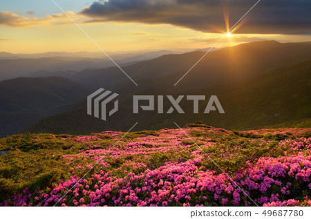Flowers in the mountains 49687780