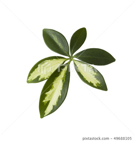 Leaf of tropical schefflera plant on white 49688105
