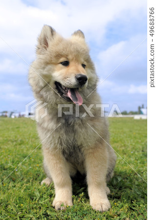 eurasier puppy eurasier puppy 49688766