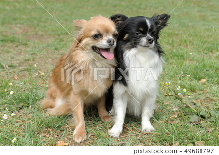 two chihuahuas 49688797
