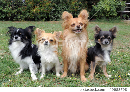 four chihuahuas four chihuahuas 49688798