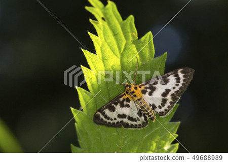Small magpie (Anania hortulata) Small magpie (Anania hortulata) 49688989