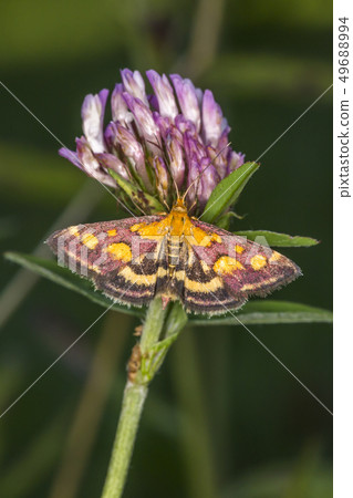 Purple borer (Pyrausta purpuralis) Purple borer (Pyrausta purpuralis) 49688994