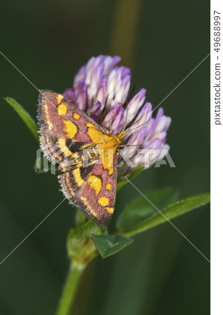 Purple borer (Pyrausta purpuralis) Purple borer (Pyrausta purpuralis) 49688997