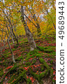 Beech forest in autumnal colors 49689443