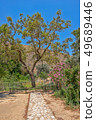 The plane tree of Gortys on Crete 49689446