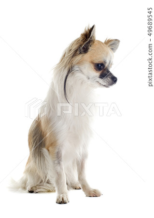 chihuahua 49689545
