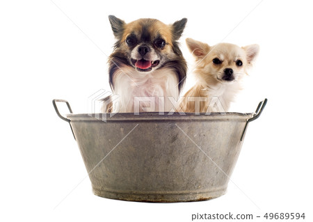 in the bath in the bath 49689594