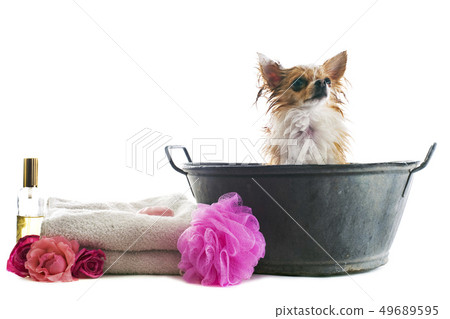 bath for chihuahua bath for chihuahua 49689595