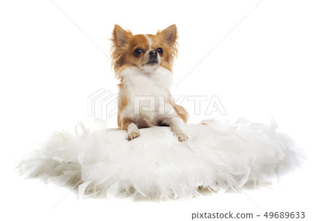 chihuahua chihuahua 49689633
