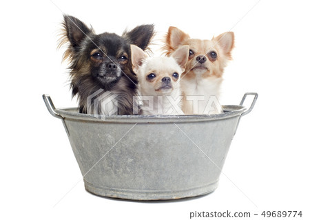 before the bath before the bath 49689774