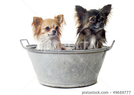 before the bath before the bath 49689777