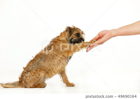 beautiful little dog is giving  paw for food 49690164