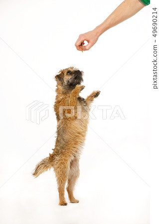 beautiful little dog is dancing for food beautiful little dog is dancing for food 49690214
