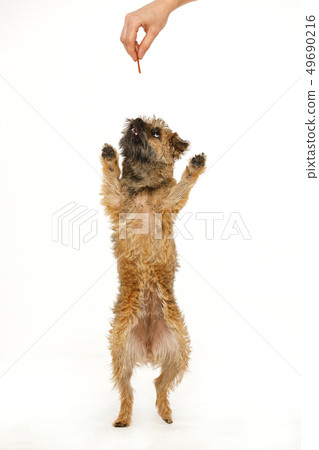 beautiful little dog is dancing for food 49690216