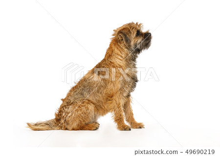 small dog learns to execute commands for food small dog learns to execute commands for food 49690219