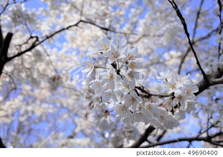 Beautifully blooming white cherry blossoms, full bloom, spring Japan, Gunma Prefecture 49690400