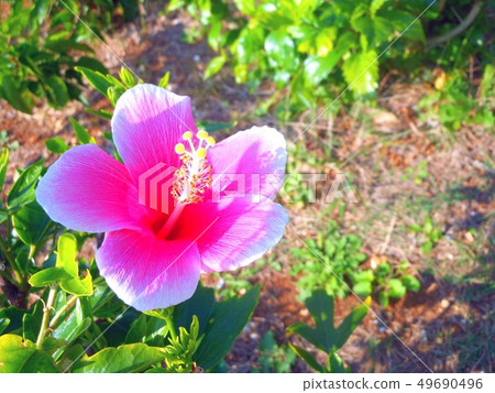 Hibiscus flowers bloom 49690496