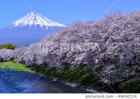 富士山和Junigawa的一排櫻花樹 富士山和Junigawa的一排櫻花樹 49690524