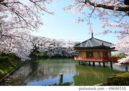 Cherry blossoms at Abe Bunsu-in Cherry blossoms at Abe Bunsu-in 49690530