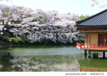 Abe Bunsu-in的櫻花盛開 49690531