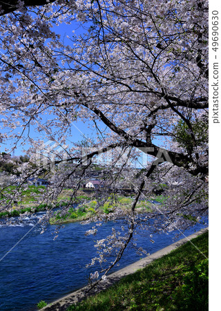 A row of cherry blossom trees of Mount Fuji and Jun Igawa Ryujin 49690630