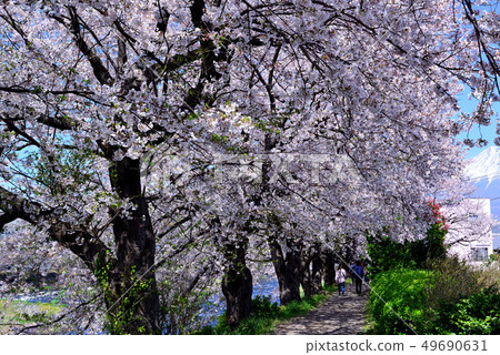 A row of cherry blossom trees of Mount Fuji and Jun Igawa Ryujin 49690631