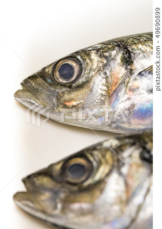 [烤鯖魚] 49690899