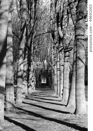 Park alley at spring. 49691003