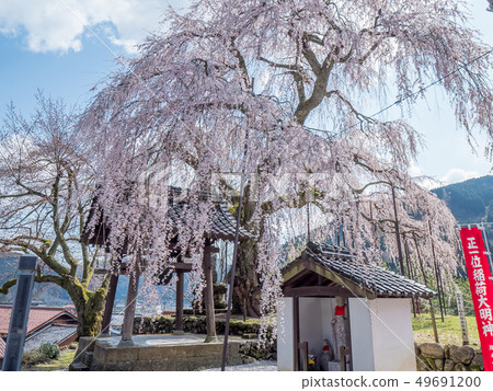 太極寺垂枝櫻花 太極寺垂枝櫻花 49691200