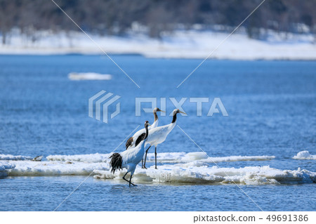 Ice floe and tancho blue and white contrast Ice floe and tancho blue and white contrast 49691386