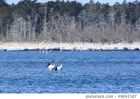 Wind lotus lake tancho talk about love in the lake Wind lotus lake tancho talk about love in the lake 49691387