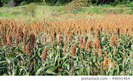 高粱_ 06 高粱_ 06 49691464