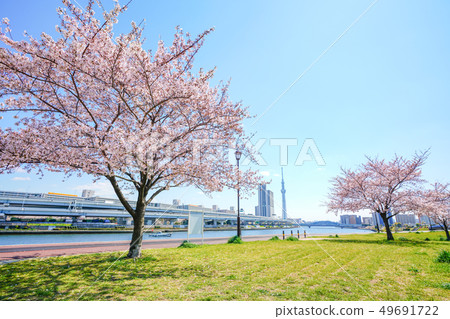 沿隅田川堤防的一排櫻花樹在春天在東京 49691722