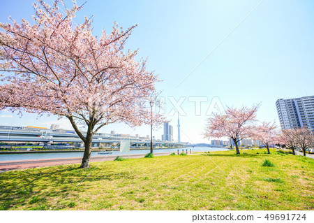 A row of cherry blossom trees along the Sumida River embankment in spring in Tokyo A row of cherry blossom trees along the Sumida River embankment in spring in Tokyo 49691724