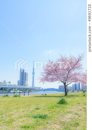 沿隅田川堤防的一排櫻花樹在春天在東京 49691728