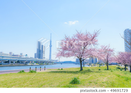 A row of cherry blossom trees along the Sumida River embankment in spring in Tokyo 49691729