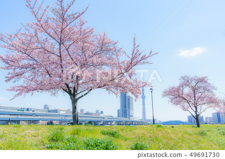 沿隅田川堤防的一排櫻花樹在春天在東京 沿隅田川堤防的一排櫻花樹在春天在東京 49691730
