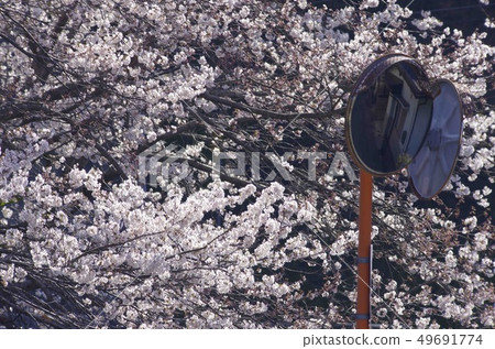 A landscape with cherry blossoms 49691774