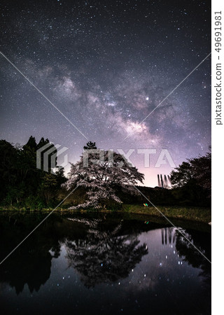 Takeo Jirakans cherry blossoms 49691981