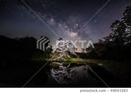 Takeo Jirakans cherry blossoms 49691983