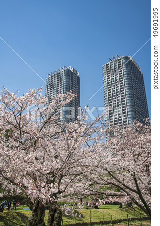 [Hama-rikyu Park] Somei Yoshino] 49691995