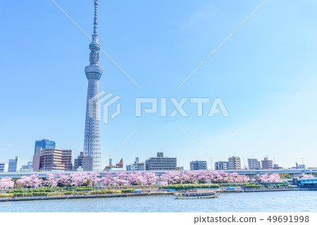 Tokyo's Spring Sumida Park Cherry Blossom Festival 49691998