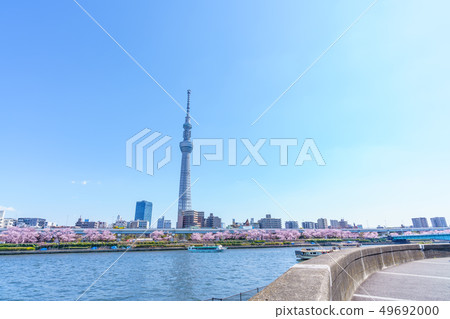 東京春天隅田公園櫻花節 東京春天隅田公園櫻花節 49692000