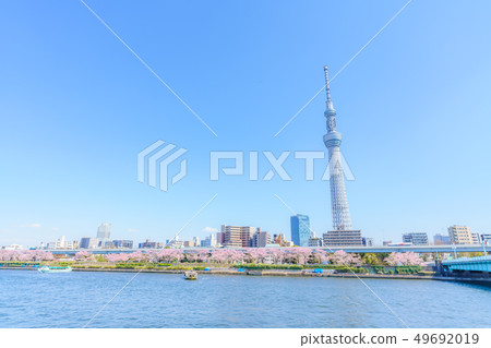 東京春天隅田公園櫻花節 49692019