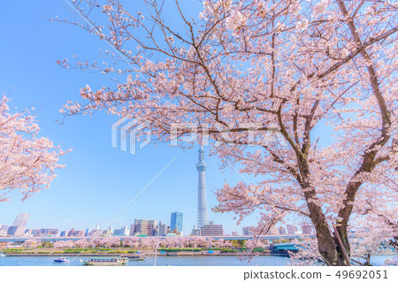 東京春天隅田公園櫻花節 49692051