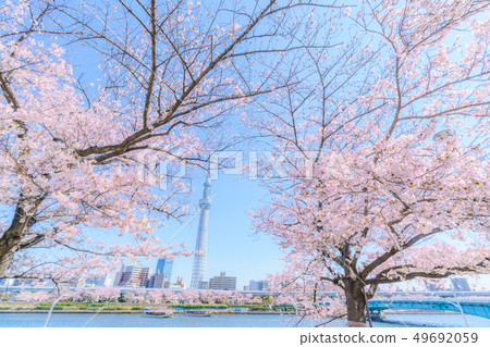 Tokyo's Spring Sumida Park Cherry Blossom Festival 49692059