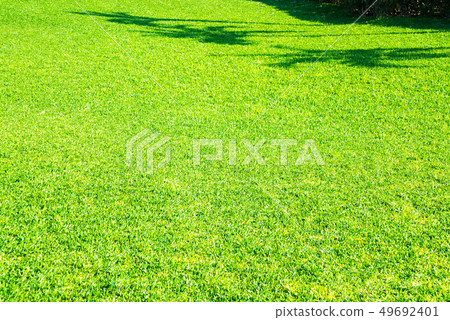 Grass surface to see the shadow of palm 49692401