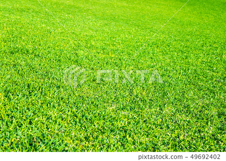 One side of the lawn 49692402