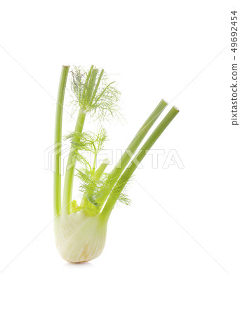 Fennel isolated on white background Fennel isolated on white background 49692454